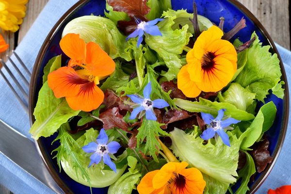 Essbare Pflanzen im Unterricht und auf dem Teller